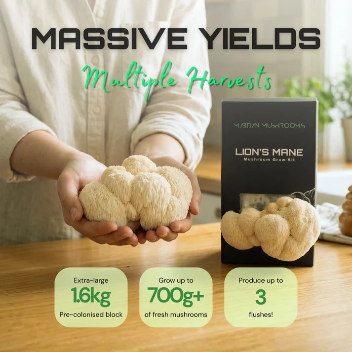 Lion’s Mane 1.6kg – Easy Home Mushroom Growing Kit