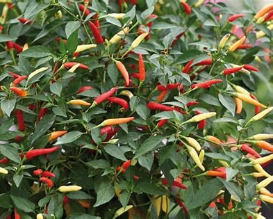 Chilli Pepper ‘Basket of Fire’ F1 Seeds