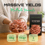 Pink Oyster 1.6kg – Easy Home Mushroom Growing Kit