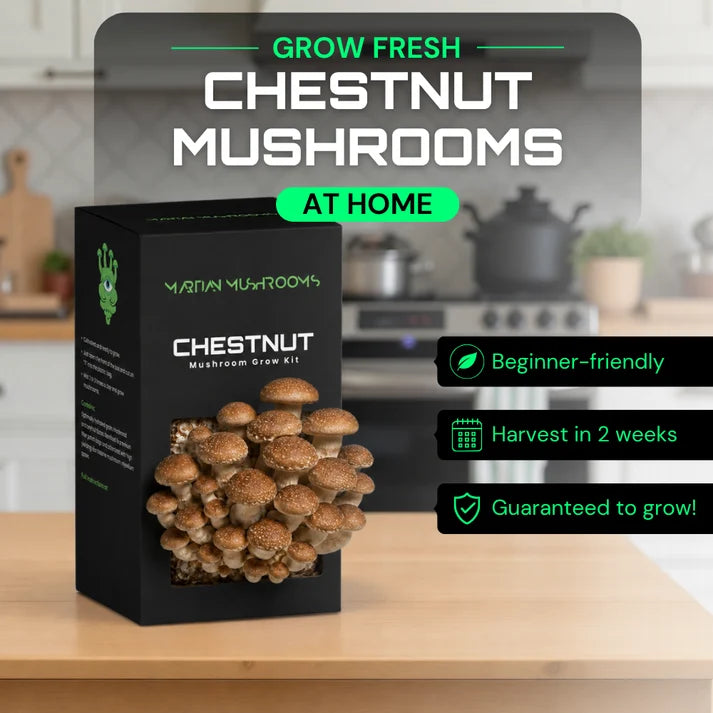 Speckled Chestnut 1.6kg – Easy Home Mushroom Growing Kit