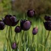 Tulip Queen of Night Bulbs, Pack of 5