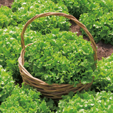 Lettuce Organic Seeds - Salad Bowl