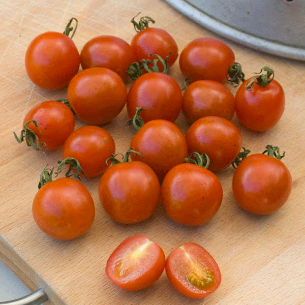 Tomato Organic Seeds - Koralic