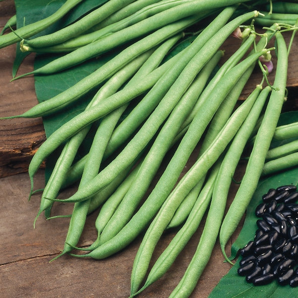 Climbing French Bean Organic Seeds - Cobra -