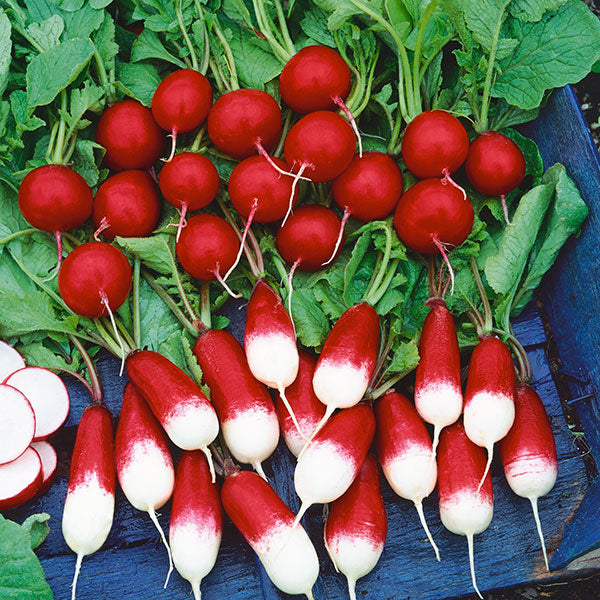 Radish Organic Seeds - Mixed
