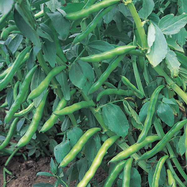 Broad Bean Organic Seeds-  Super Aquadulce