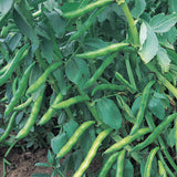 Broad Bean Organic Seeds-  Super Aquadulce