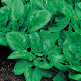 Spinach Organic Seeds - Matador