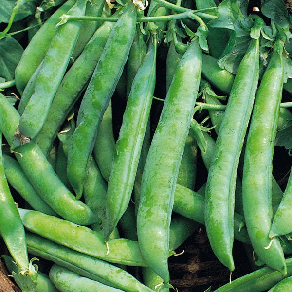 Pea Organic Seeds - Kelvedon Wonder