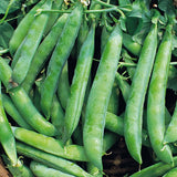 Pea Organic Seeds - Kelvedon Wonder