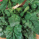 Spinach Organic Seeds - Giant Winter