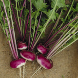 Turnip Organic Seeds - Milan Purple