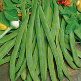 Runner Bean Organic Seeds - Scarlet Emperor