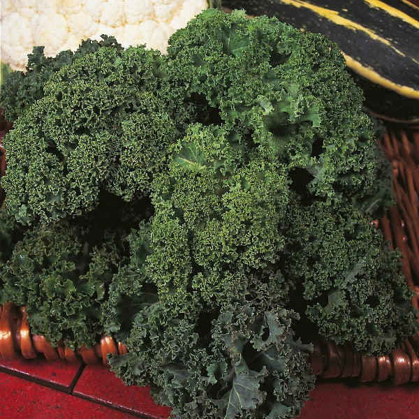 Borecole (Kale) - Westland Winter - Organic Seeds