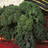 Borecole (Kale) - Westland Winter - Organic Seeds