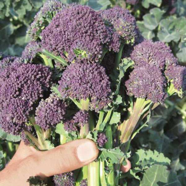 Broccoli - Purple Sprouting Santee Organic Seeds
