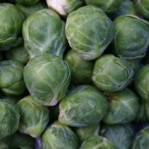 Brussels Sprout - Groninger Organic Seeds