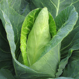 Cabbage - Caraflex F1 Organic Seeds
