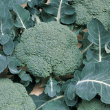 Calabrese Organic Vegetable Seeds - Belstar