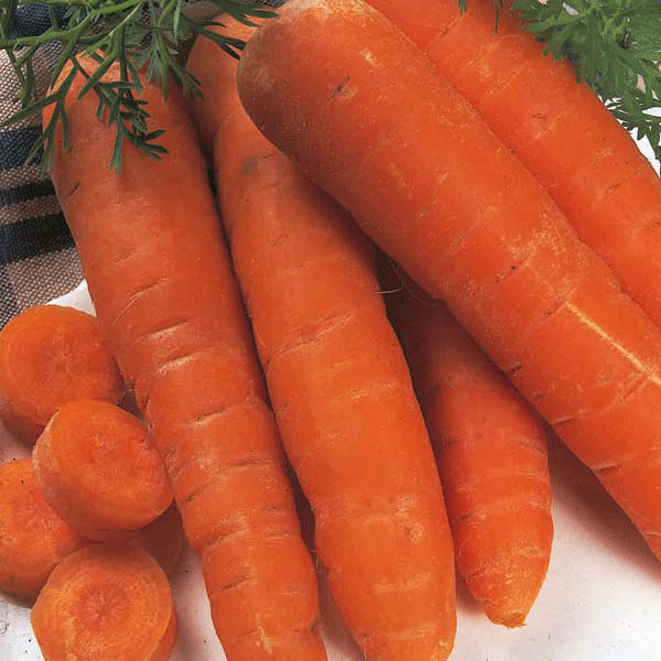 Carrot - Autumn King - Organic Seeds