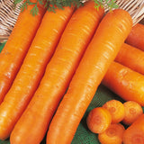 Carrot - Early Nanttes - Organic Seeds