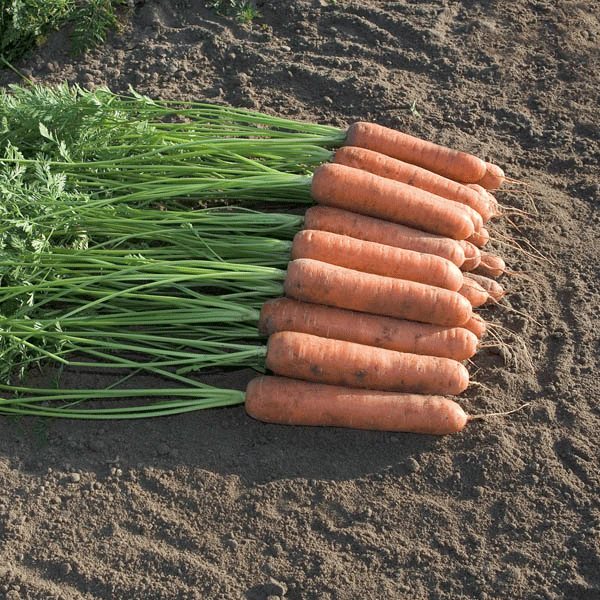 Carrot - Miami F1 - Organic Seeds