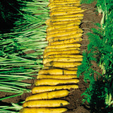 Carrot - Yellowstone F1 - Organic Seeds