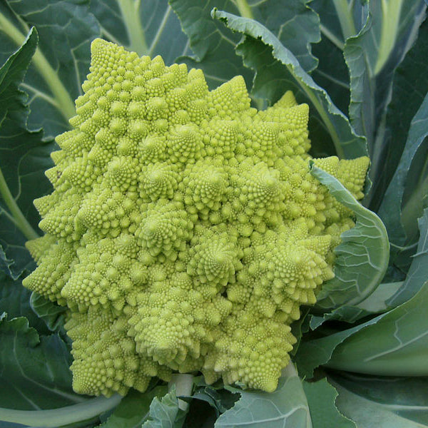 Cauliflower Organic Seeds - Romanesco Veronica