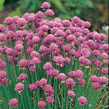 Chives Organic Seeds- Allium Schoenoparsum