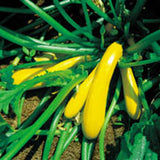 Courgette Organic Seeds - Goldy