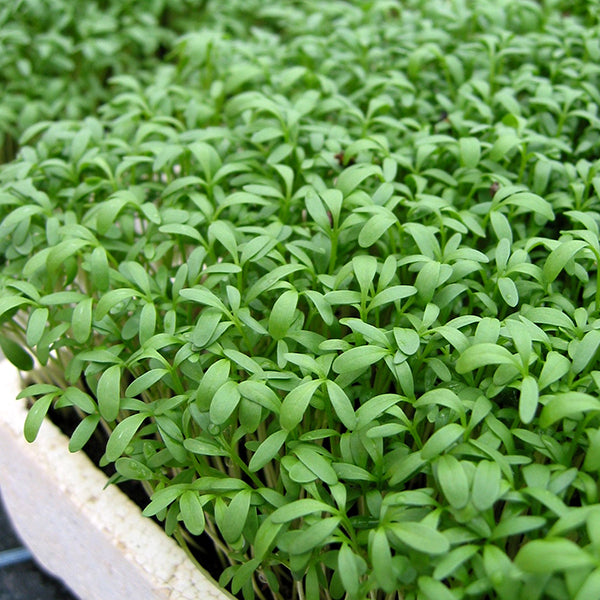 Cress Organic Seeds - Sprint