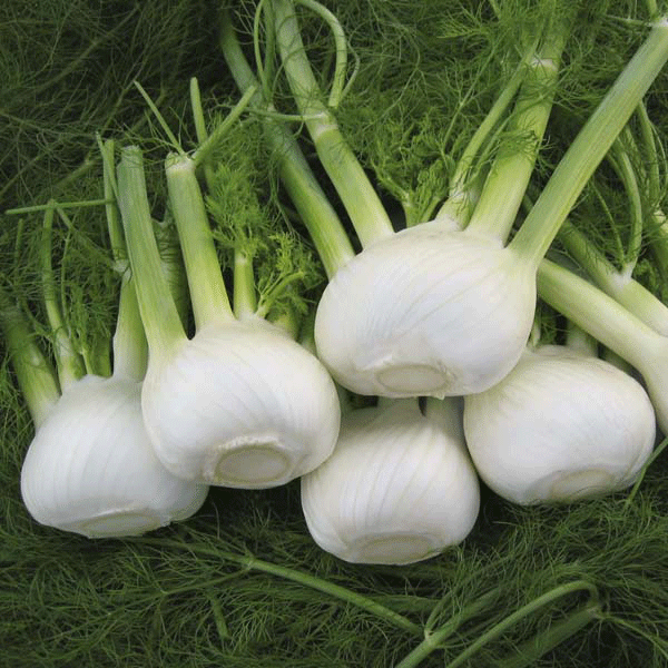 Fennel Organic Seeds - Orion