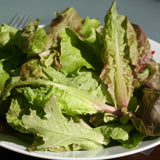 Lettuce Organic Seeds - Mixed