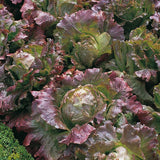 Lettuce Organic Seeds - Marvel of Four Season