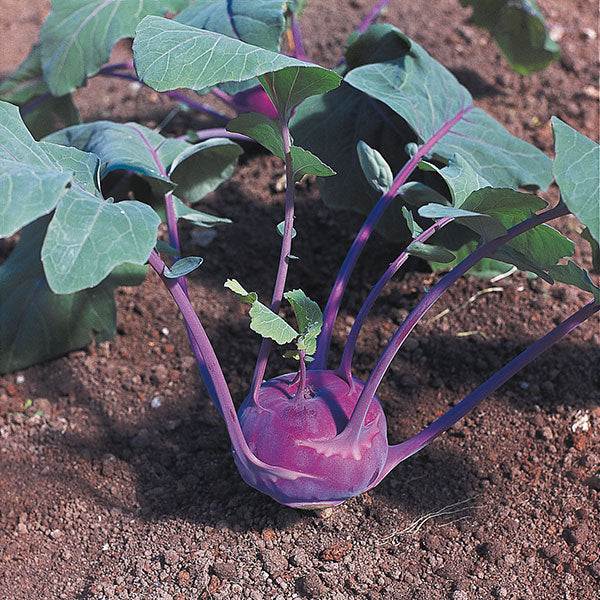 Kohl Rabi Organic Seeds - Azur Star