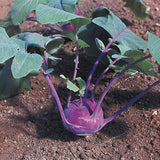 Kohl Rabi Organic Seeds - Azur Star