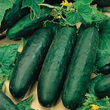 Cucumber Organic Seeds- Marketmore