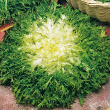 Endive Organic Seeds- Pancalieri