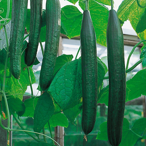 Cucumber Organic Seeds - Flamingo F1