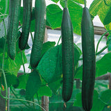 Cucumber Organic Seeds - Flamingo F1
