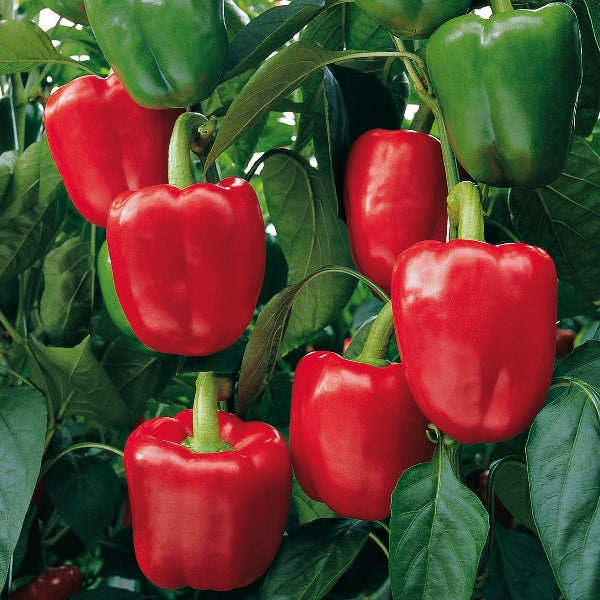 Pepper Organic Seeds - Bendigo