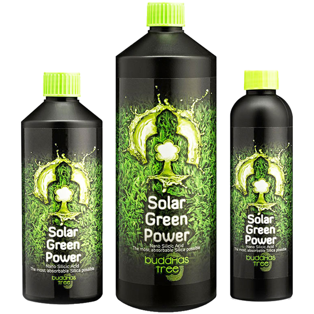 Buddha's Tree - Solar Green Power