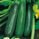 Courgette/Zucchini Organic Seeds - Nero Di Milano