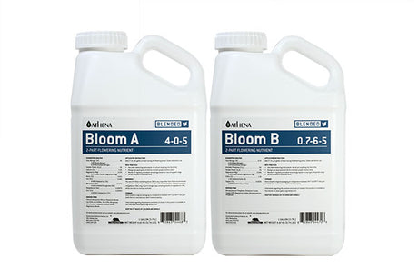 Athena - Bloom (Blended) A+B